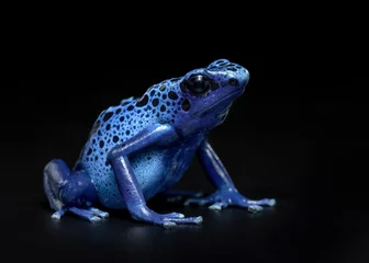 Fototapeten blue poison dart frog on black background © Lukas Gogh