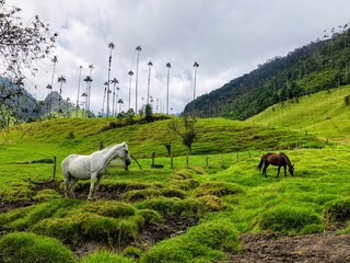 White and brown horses grazing in Salento, Colombia in the foreground with tall palm trees wax...
