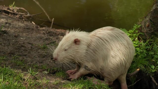 Cute wild furry White Nutria or Myocastor coypus extracting root from ground. Slow motion