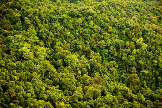 Aerial view of the forest or jungle canopy full of green trees