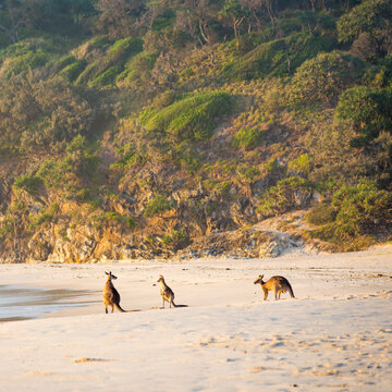 Australian native Kangaroo family gather on the beach at dawn on Stradbroke Island, Queensland