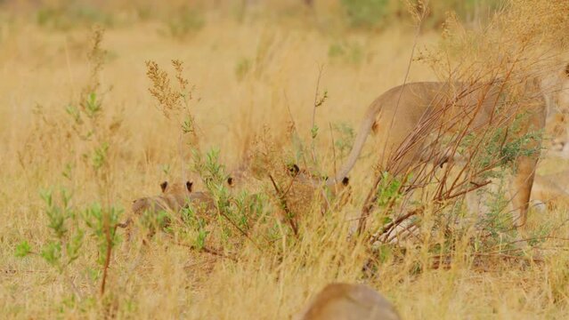 Footage of a Lioness with her Young Cubs following her in forest.