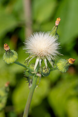 ein blühender Löwenzahn