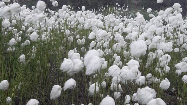 Thickets of flowering cottonsedge (probably Eriophorum scheuchzeri) in the far north, cottongrass bog (forest-tundra zone, the Arctic, the Kola peninsula)