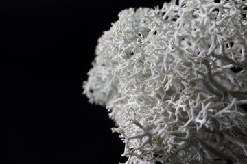 Arctic northern white moss on a black background. Eco-friendly facility. Modern trendy interior element. Photo. Copy space. Selective focus.