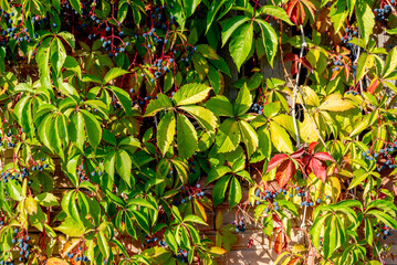 Parthenocissus is a genus of vines belonging to the family of vines. Vitaceae.