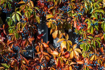 Parthenocissus is a genus of vines belonging to the family of vines. Vitaceae.