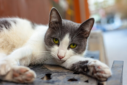 cute tabby cat, furry feline close-up.