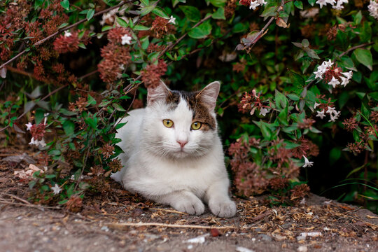 cute tabby cat, furry feline close-up.