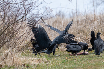 vulture on the ground