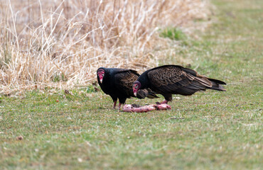 turkey vulture eating