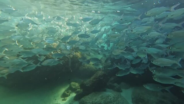 Snorkeling through the reef in Hawaii through school of Bigeye Shad near Honolulu.