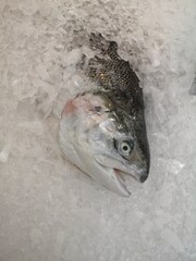 fresh fish on ice