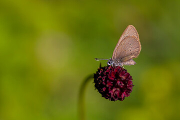 Fototapeta premium brown little butterfly on host plant, Phengaris nausithous