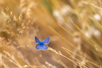 butterfly with wonderful upper wings blue