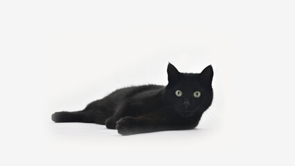 Czarny kot na białym tle - obrazy, fototapety, plakaty