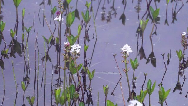 Water shamrock (Menyanthes trifoliata) on northern swamp of Barents Sea coast