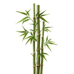 Fototapeta na wymiar Bamboo Trees. Isolated on a Transparent Background