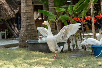 A goose with its wings spread wide stands in a sandy area, bathed in sunlight. Embodying freedom and vitality under the soft daylight.