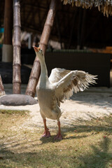 A goose with its wings spread wide stands in a sandy area, bathed in sunlight. Embodying freedom and vitality under the soft daylight.