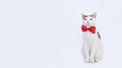 Studio portrait of white Cat with yellow eyes sitting and looks at the camera against a white backdrop with red bow tie. Holiday concept. Cat with a red butterfly on its neck on a light background. 