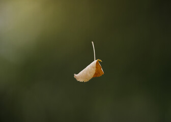 A close-up photo of a leaf falling from a tree branch. The leaf is green and yellow, and the background is blurred to create a bokeh effect. The photo was taken in Sarajevo, Bosnia and Herzegovina.