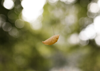 A close-up photo of a leaf falling from a tree branch. The leaf is green and yellow, and the background is blurred to create a bokeh effect. The photo was taken in Sarajevo, Bosnia and Herzegovina.