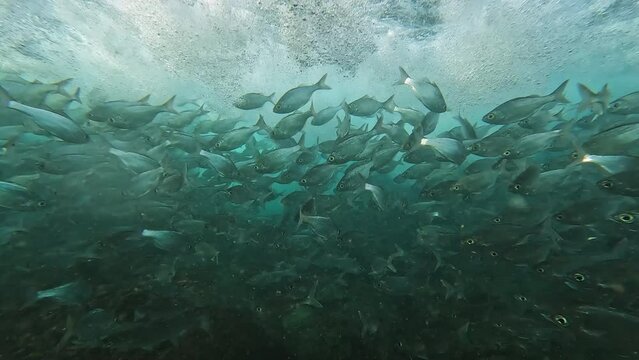 Underwater view of waves rolling along the reef with school of Bigeye Shad off the coast of Oahu, Hawaii.
