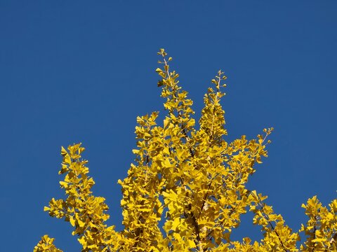 Primavera foglie gialle