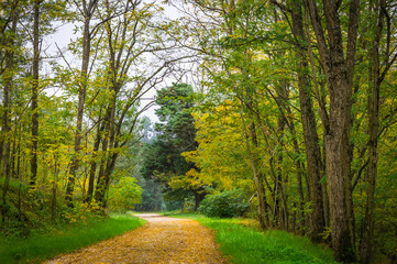 Road in the woods with yellow autumn motives and green vegetation