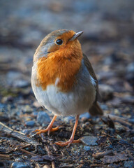 Close up of a robin