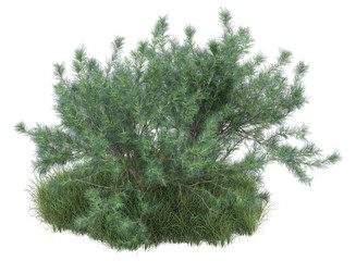 Fototapeta premium small tree on grass