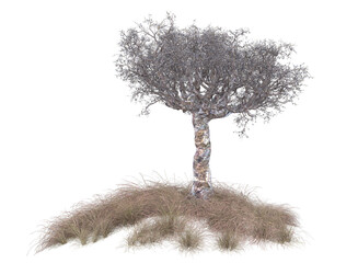  dried tree and grass isolated	
