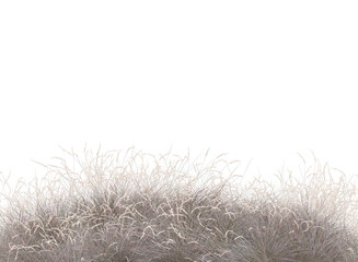 Dried grass isolated 