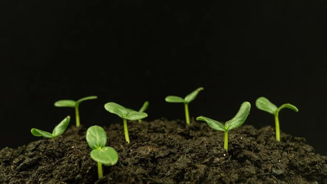 Growing plants in spring timelapse, sprouts germination newborn Cucumber plant in greenhouse agriculture. Sprout rotation, 4k