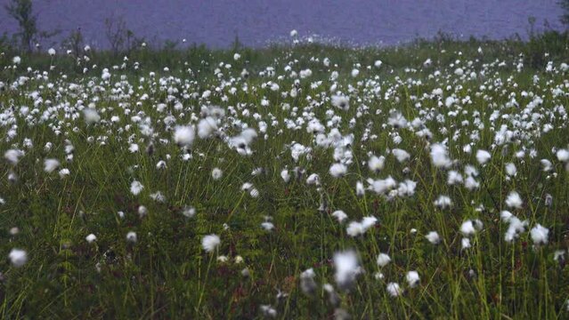 Seaside marshes with flowering cotton-grass (moss crop, Eriophorum sp.) in scandinavian Russian Lapland. Kola Peninsula, coast of the Barents Sea