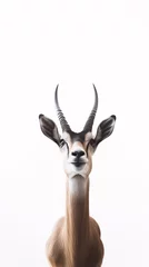  antelope © Thomas