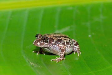 A cute Bubbling Kassina, or Senegal running frog (Kassina senegalensis) on a large green leaf near a pond on a warm summer's evening