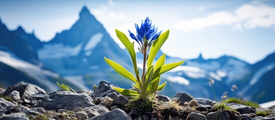 In the beautiful natural landscape of European mountains, a majestic blue Gentiana Asclepiadea...