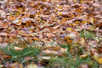 Autumn leaves on the grass as natural background