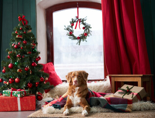 A Nova Scotia Duck Tolling Retriever lounges by a festive tree. In a cozy studio, the dog brings...