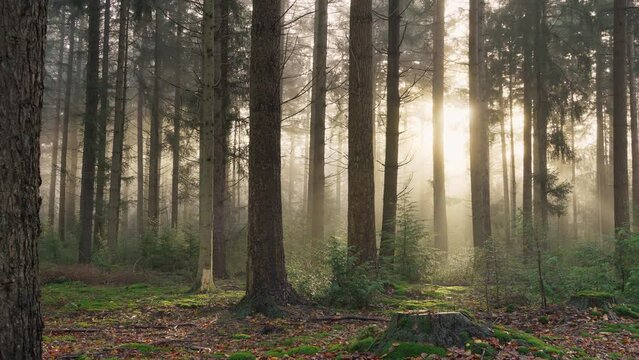 In a dark pine forest, the morning sun breaks through the fog. Slow pan.