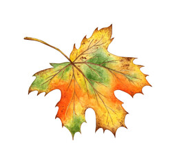 Watercolor illustration of autumn orange maple leaf isolated on white background. Suitable for autumn festival,halloween, greeting cards, invitations, posters design.