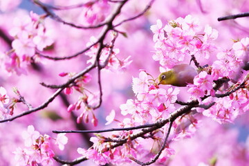 春の美しい桜とメジロ