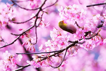 春の美しい桜とメジロ