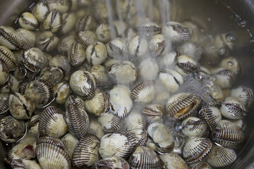 Cockles clams lays on top of each other. Crisp picture of cockle clams nature and fresh seafood