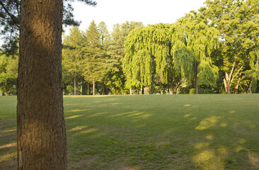 A park with trees and grass in Nami Island
