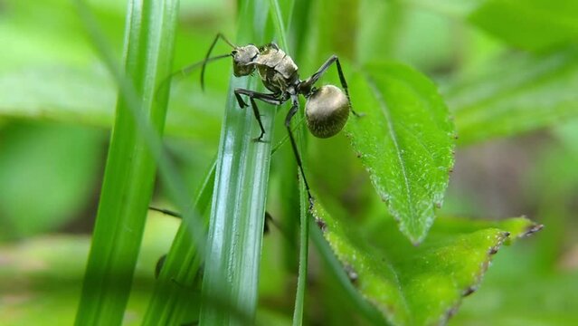 Big black ants or Polyrhachis dives walking on green leaves