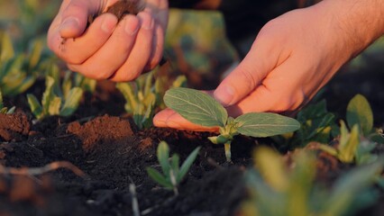 Experienced agronomist hands pay close attention to seedlings condition