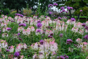 Obraz premium Flowerbed with pink cleome and purple valerian flowers in a park